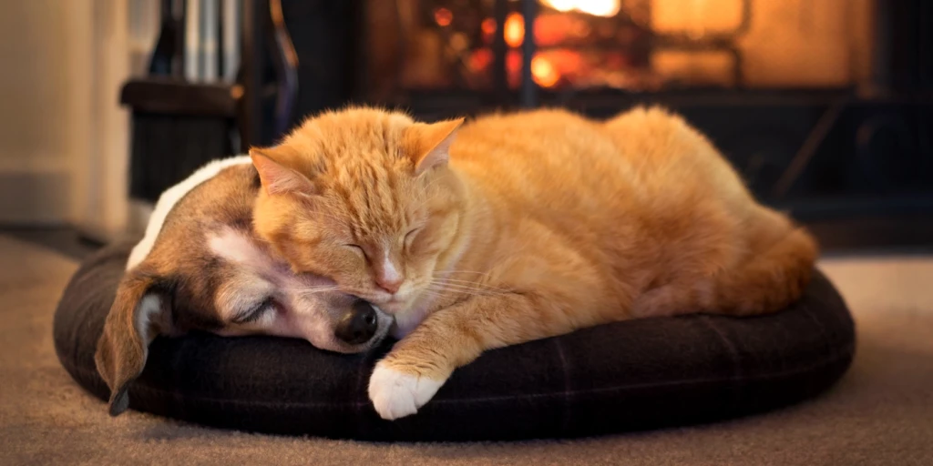 Katt och hund vilar tillsammans vid en eldstad. 
