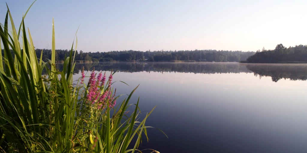 En spegelblank sjö med fackelblomster och vass i förgrunden.