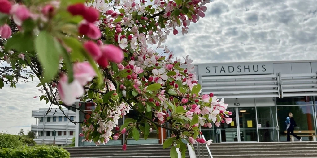 Blommande körsbärsträd med stadhusets entré i bakgrunden.