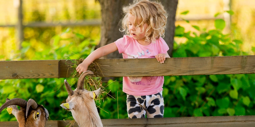 En liten flicka står på ett staket och matar getter med gräs.