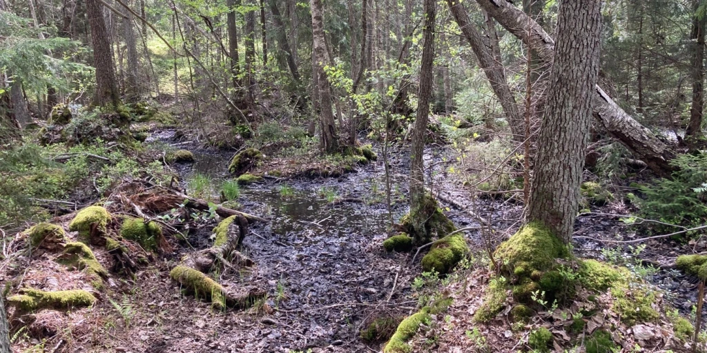 Våtmark i en grönskande skog.