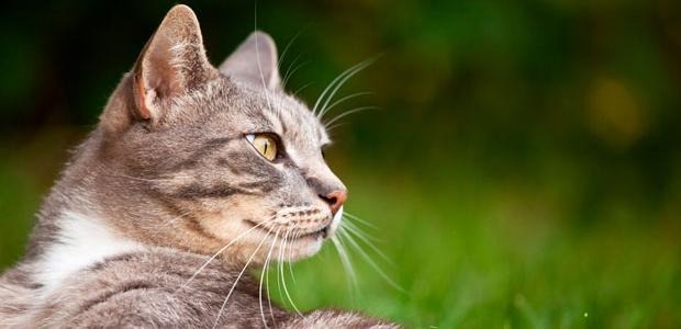 grårandig katt med huvudet i bild, grön bakgrund