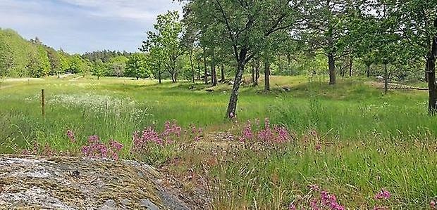 Ängsmark och grönskande natur. 