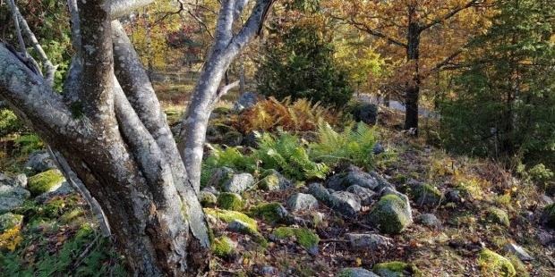 Karta med grön område markerat