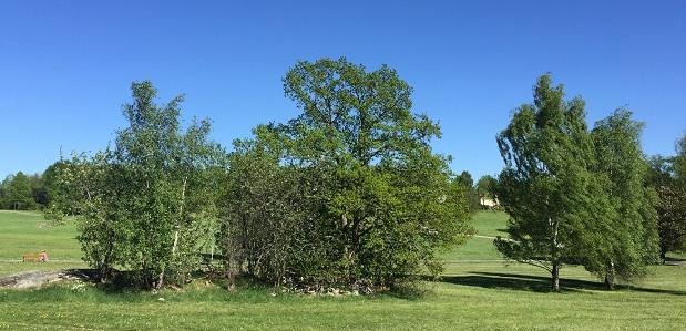 Grönskande träd mot klarblå himmel