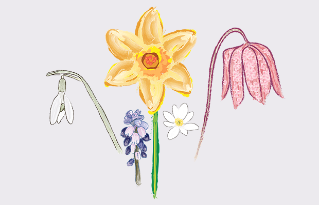 Vårblommor
