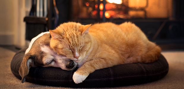 Hund och katt ligger tillsammans och sover framför en brasa. 