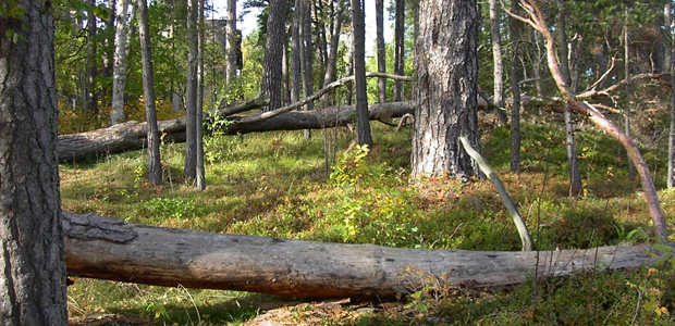 Taheiti udde i Sticklinge.