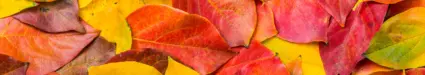 röda, orangea, gula höstlöv