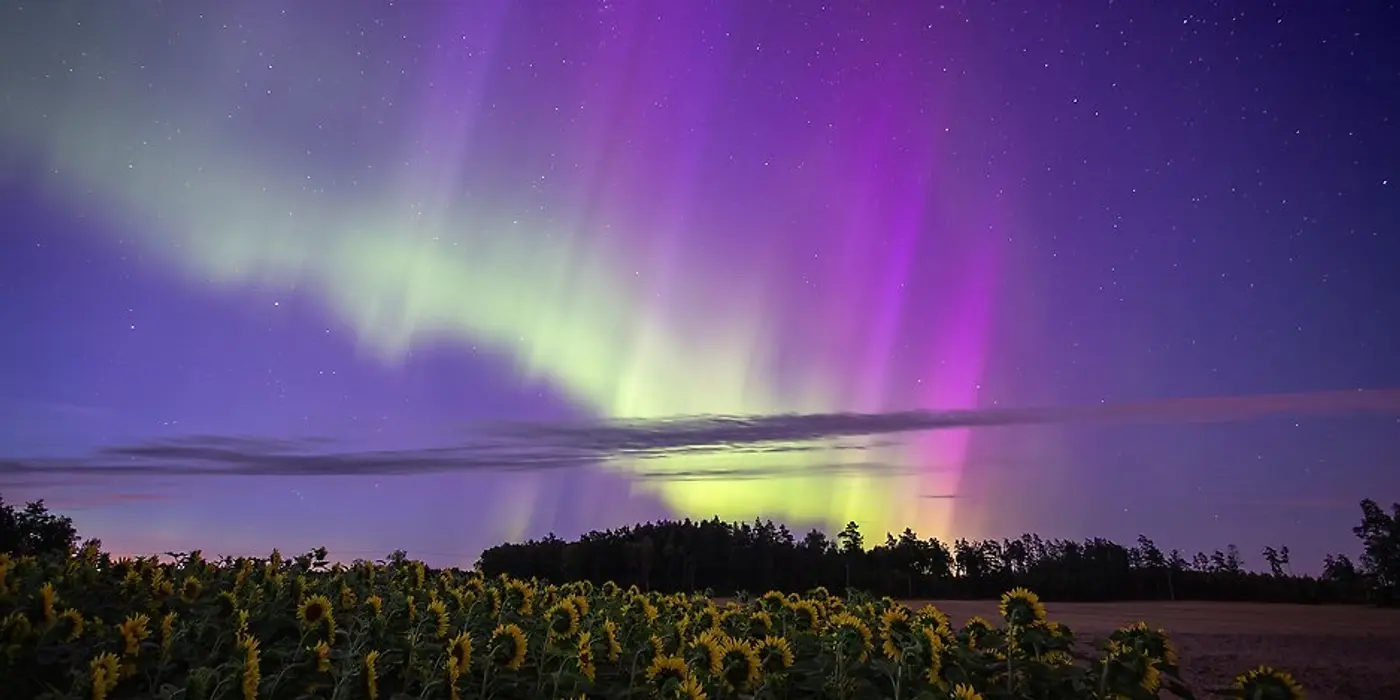 Ett fält med solrosor under en lila himmel.
