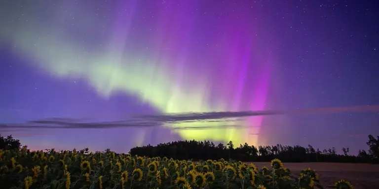 Ett fält med solrosor under en lila himmel.