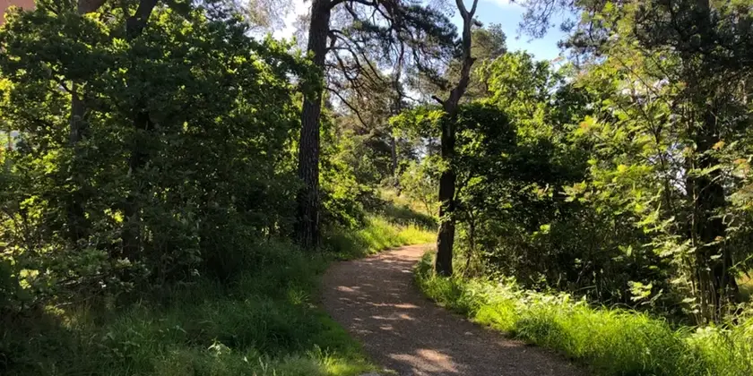 En brun skogsstig med gräs och träd på sidorna. Vädret är soligt och himlen skymtar fram i blått