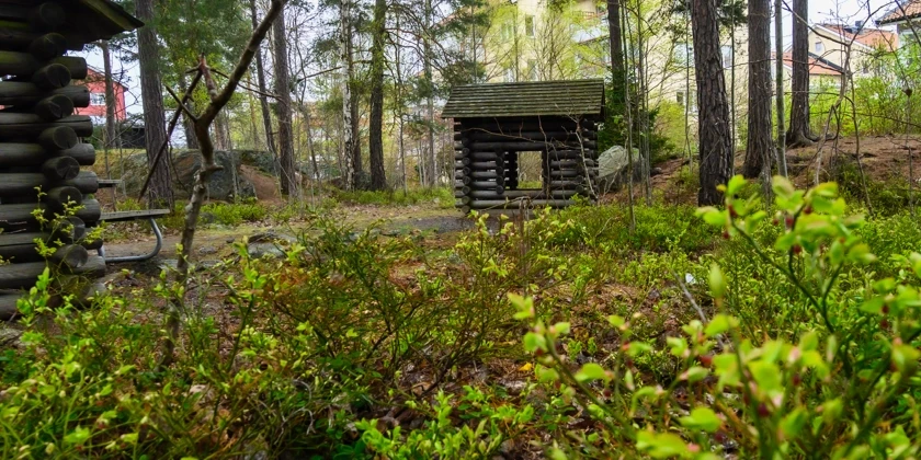 Timrade små hus i skog med blåbärsris.