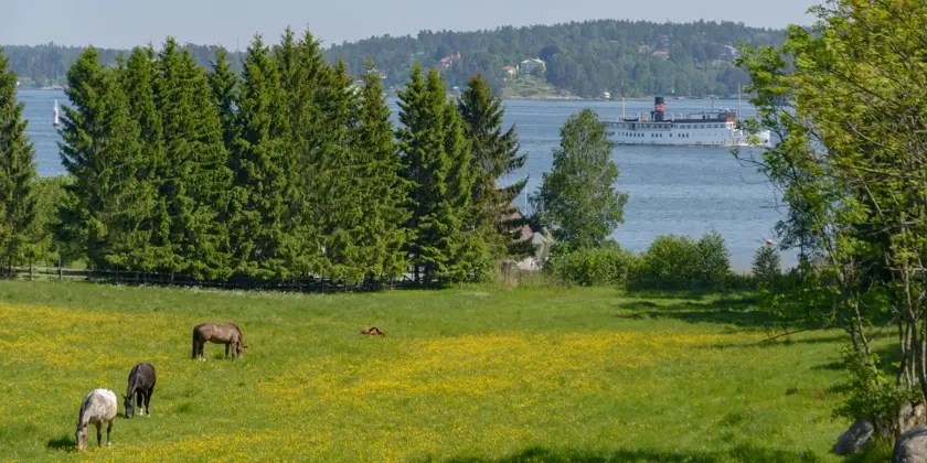 Betande hästar med utsikt över vattnet och en skärgårdsbåt.