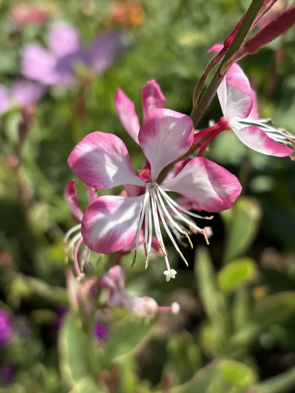 Närbild på rosa blomma