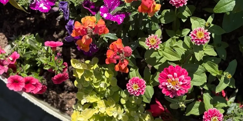 Olika sorters färgglada blommor i en stor urna