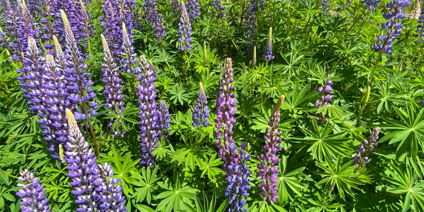 En grupp lila blommor med palmliknande blad.