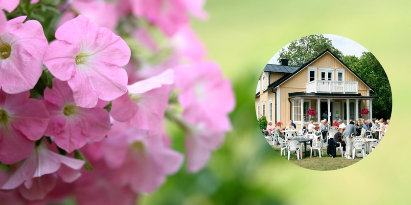 Rosa blommor och en infälld bild med en grupp människor som sitter utanför ett hus.