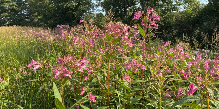 En grupp rosa blommor på en äng.