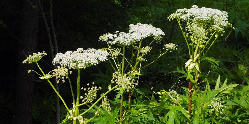 En grupp vita blommor i skogen.