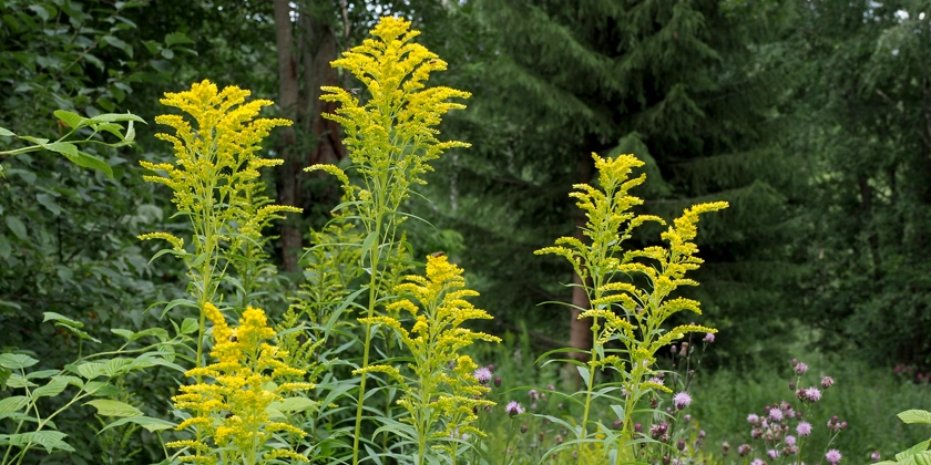 En grupp gula blommor i skogen.