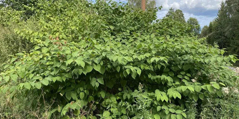 En grönskande buske i naturen.
