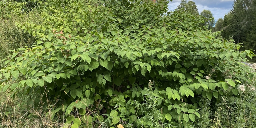 En grönskande buske i naturen.