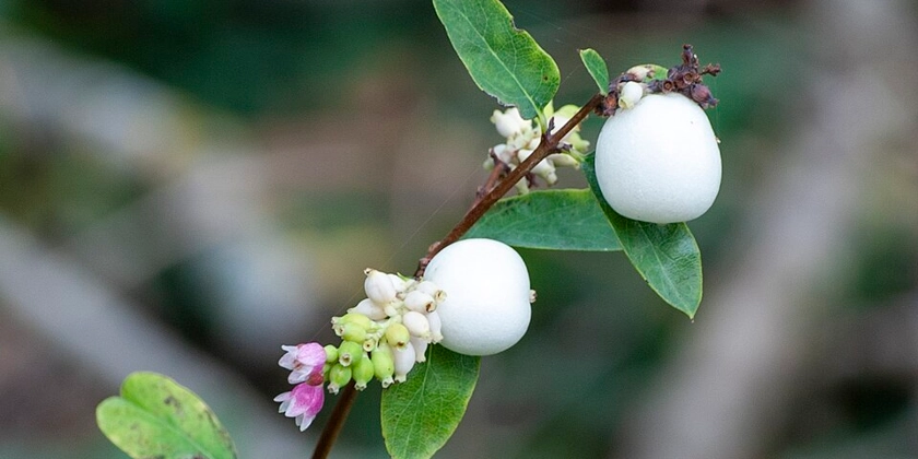 En närbild av en gren med blommor och vita frukter.