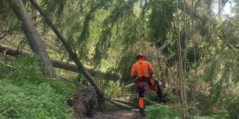 Skogsarbetare granskar omkullblåsta träd. 