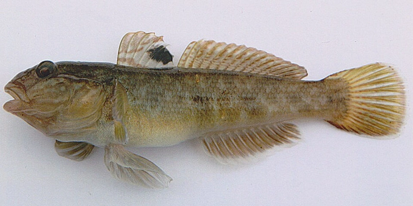 En fisk med en svart fläck på ryggfenan.