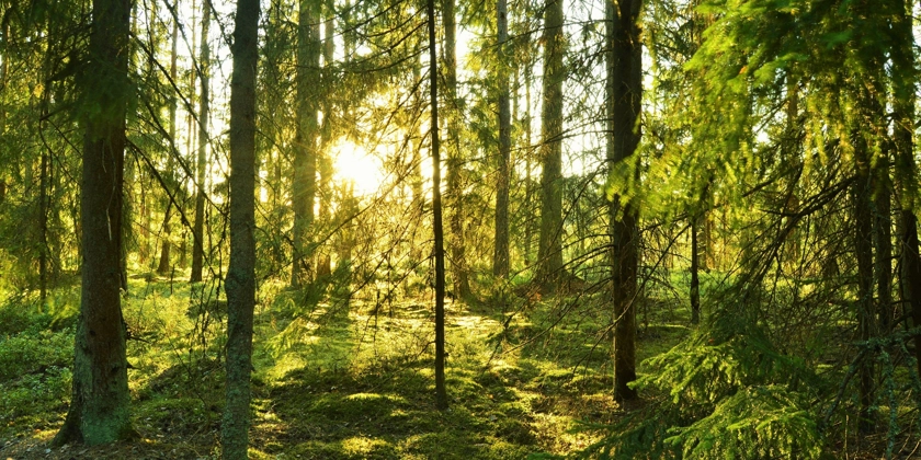 Mosstäckt granskog med solen som strilar genom stammarna.
