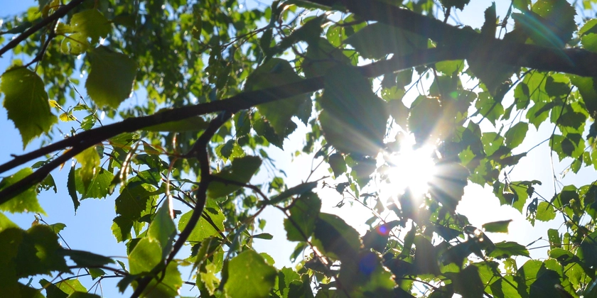 En gren på ett lövträd med solen som strilar igenom.