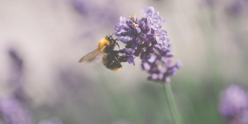 Ett bi på en lila blomma i ett fält.