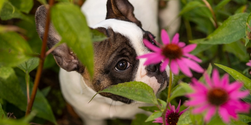En brun, vit kortnosig hund i en blomrabatt. 
