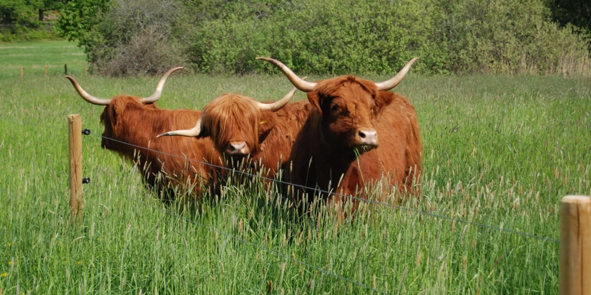 Nötkreatur av rasen highland cattle på grönbete.