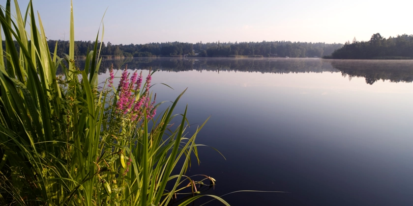 En spegelblank sjö med fackelblomster och vass i förgrunden.