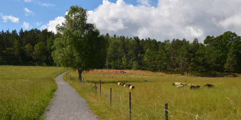 Får som betar i en stor hage under en sommarhimmel med moln.