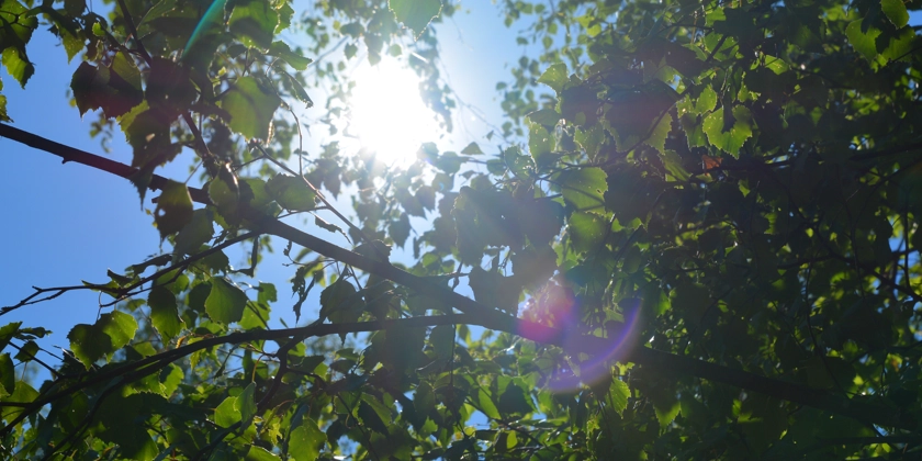 Lövträd taget underifrån med solen som strilar igenom.