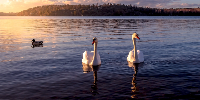 Två svanar simmar i havet i solnedgången.