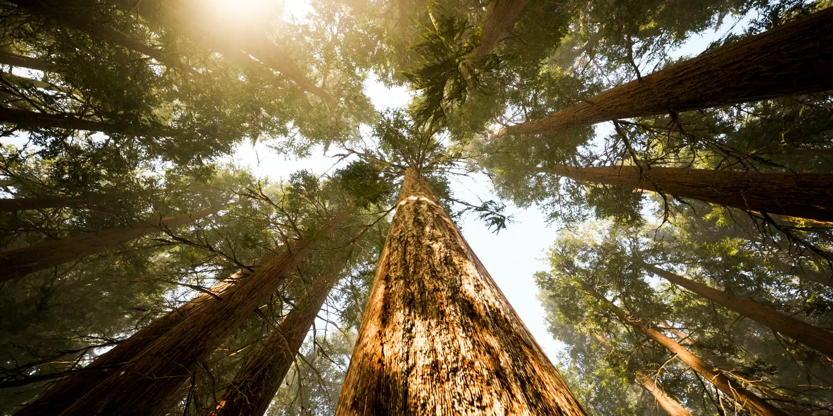 Solen lyser genom höga träd i skogen.