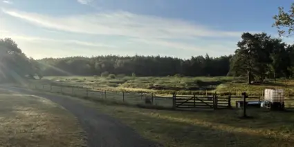 Lidingö stad restaurerar Västra Långängskärret för att hejda igenväxningen och skapa bättre förutsättningar för fågelliv och biologisk mångfald.